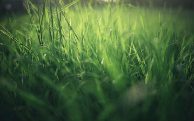 Raising Standards in the UK Tax Advice Market: The Government’s next steps appear to be a march into the long grass